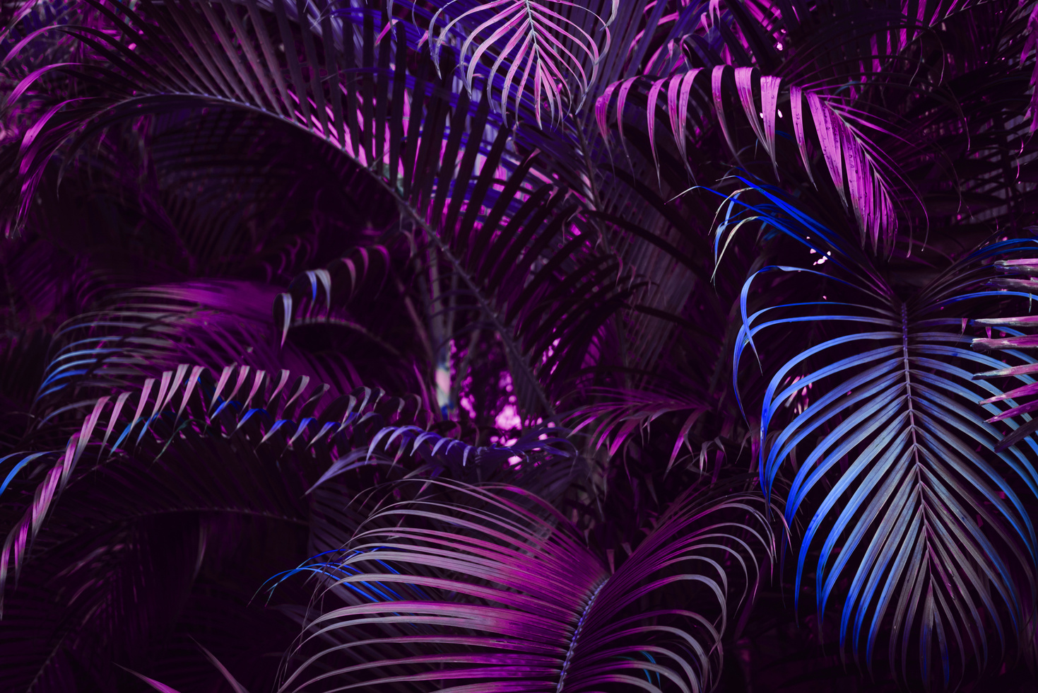 Vivid purple gradient palm leaves pattern